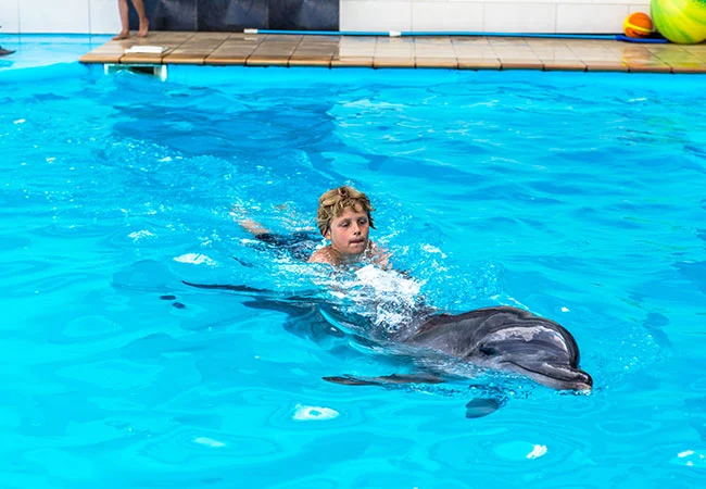 Dolphin Swim Tour